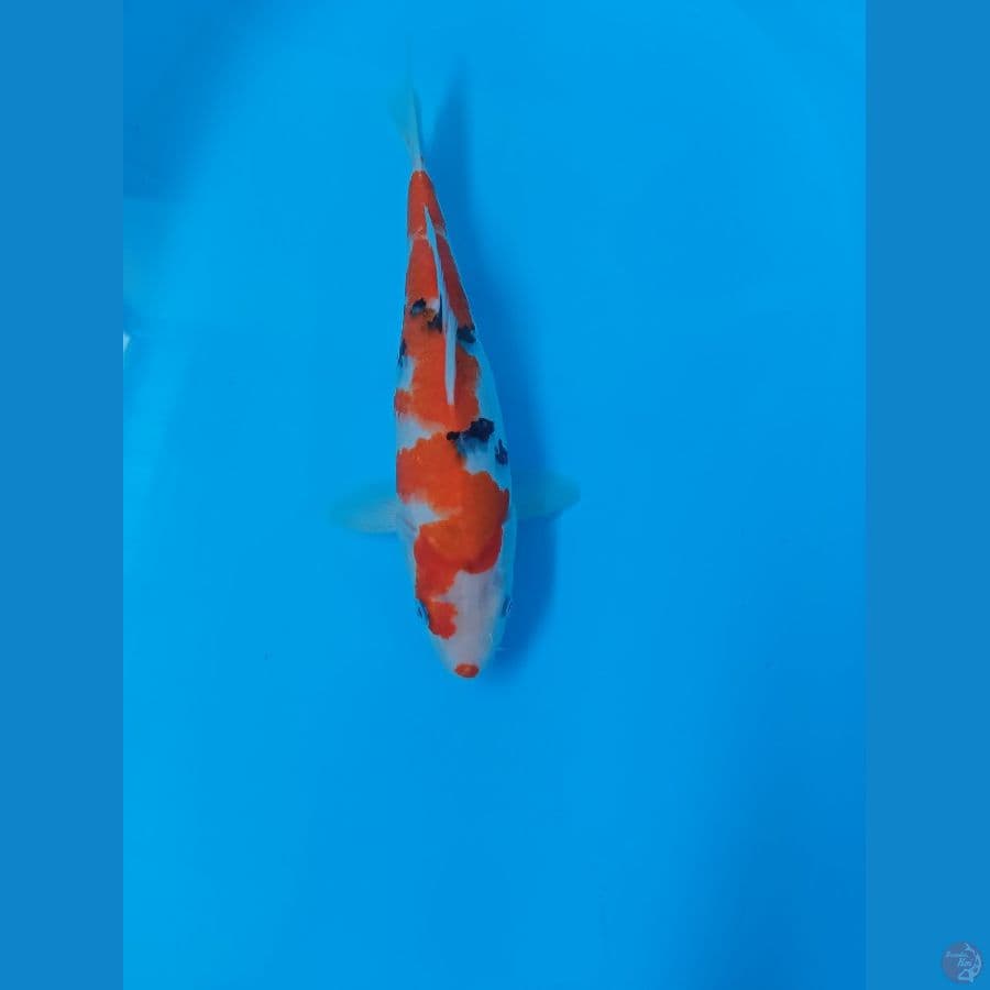 Sanke 28 cm
