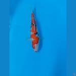 Sanke 28 cm