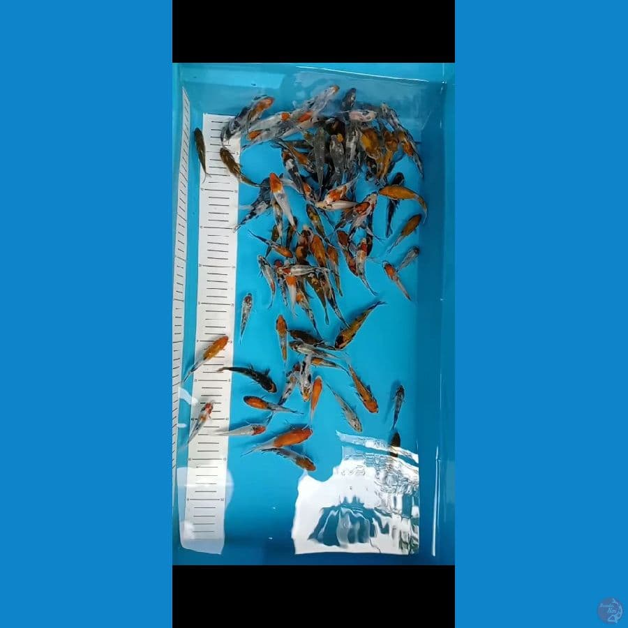 bibitan showa shiro 10 8 cm 100 ekor
