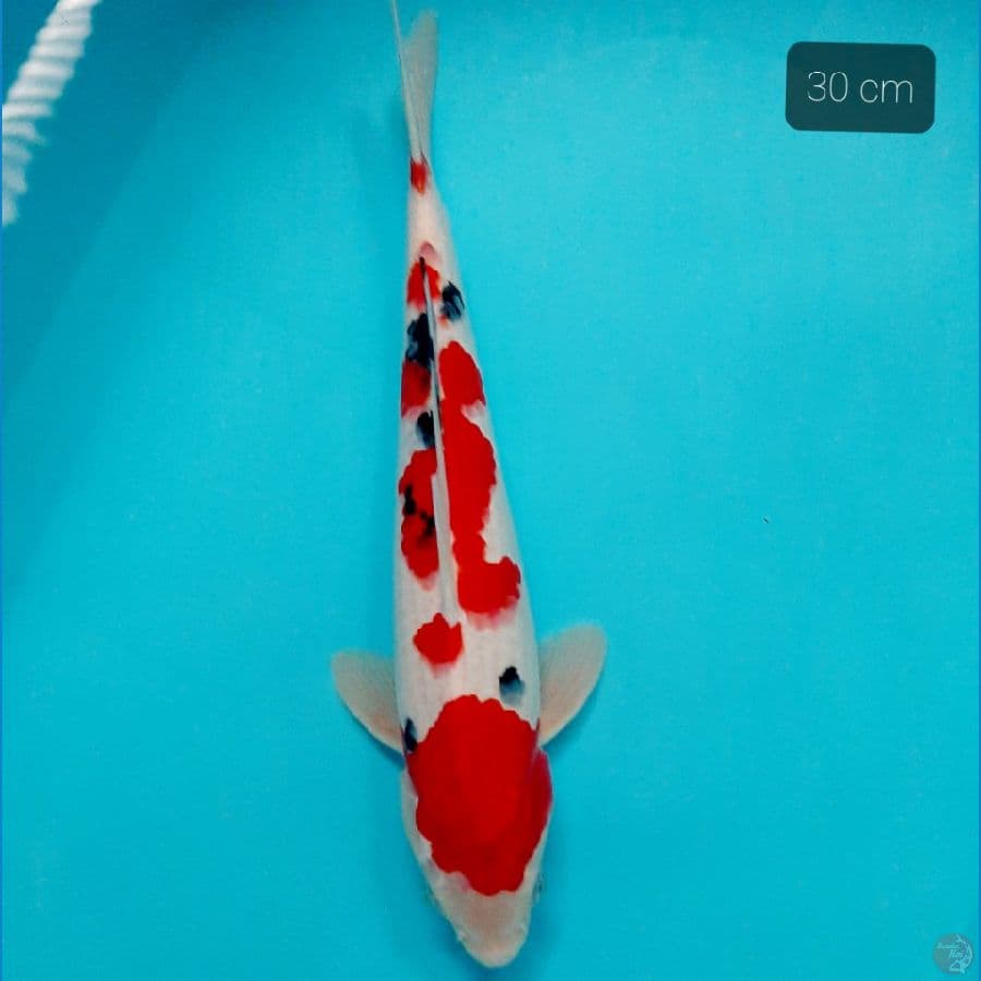 sanke 30 cm