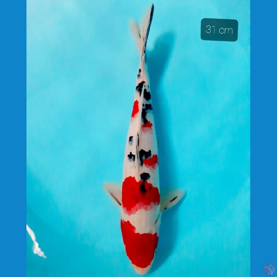 Tajima sanke 31 cm