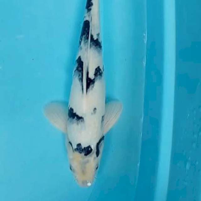 Shiro 33cm