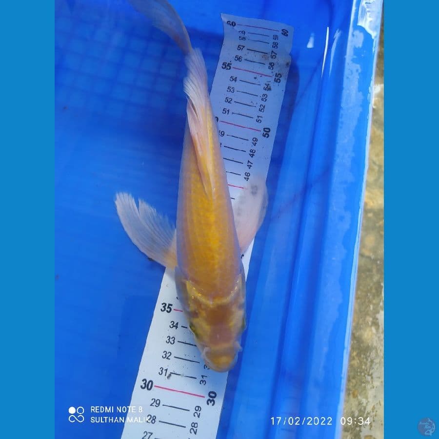 karasi kumpai 30 cm