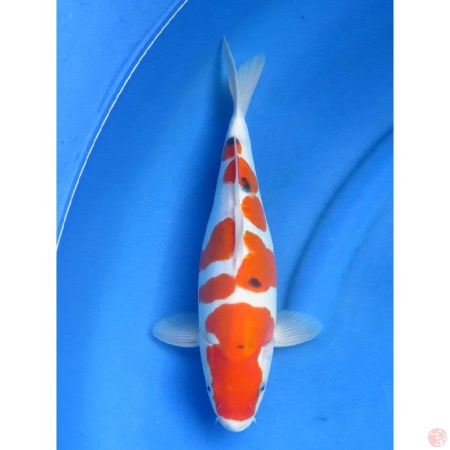 36cm , sanke doitsu murni