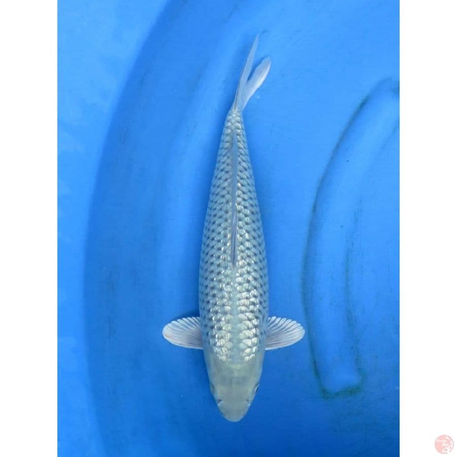 39cm , Soragoi full ginrin