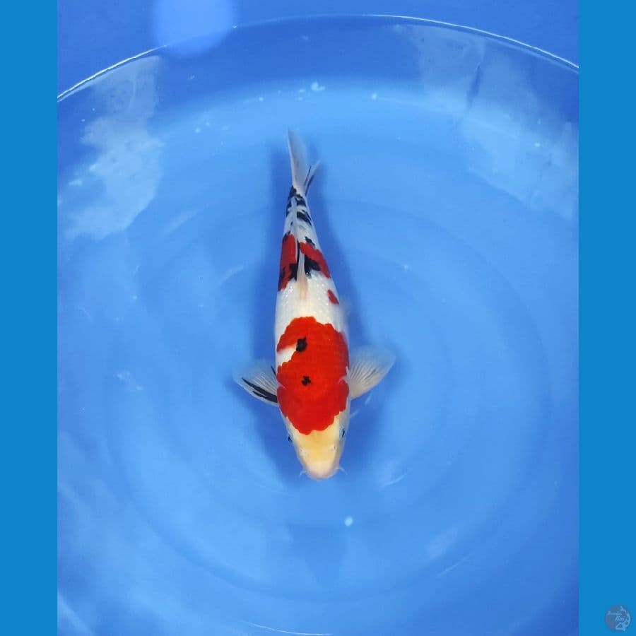TAISHO SANKE 39 CM