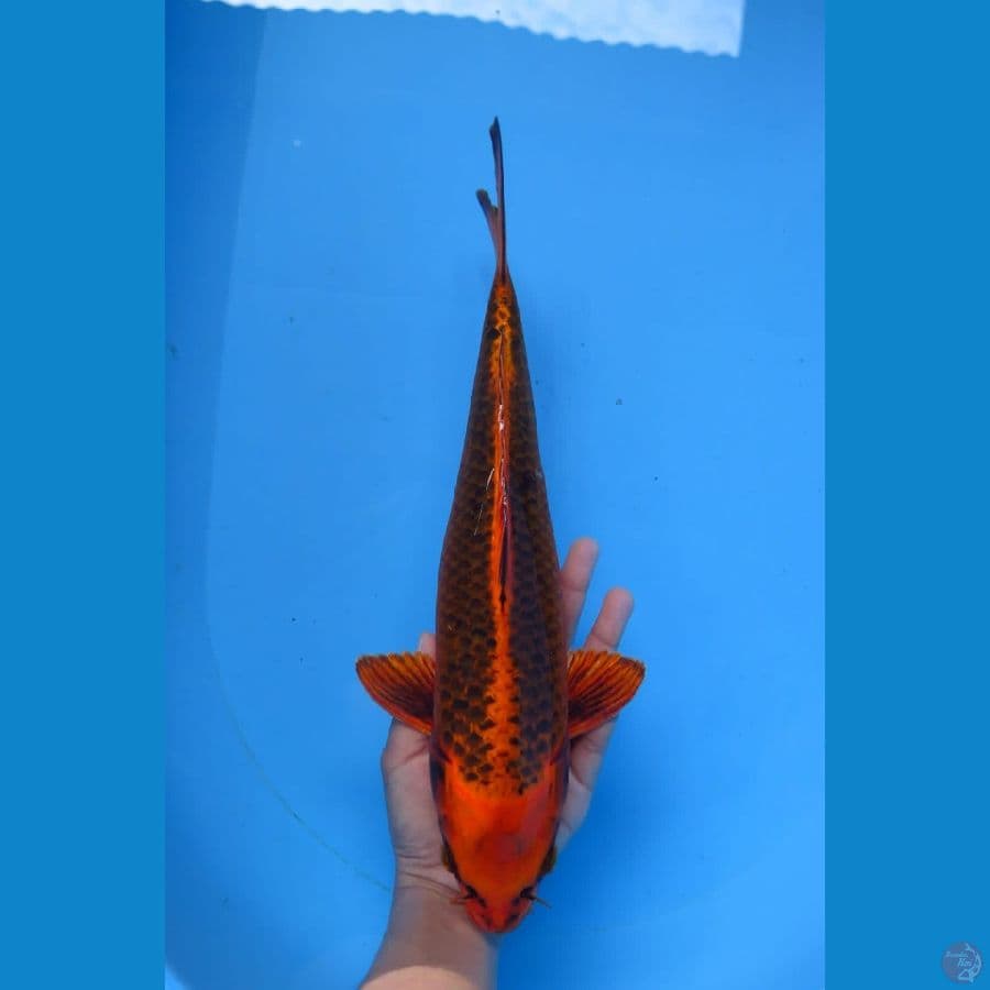 kinmatsuba 34cm 