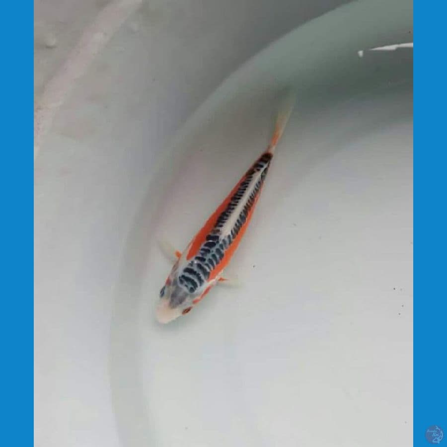 Shusui, Siap Show, 14 cm