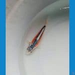 Shusui, Siap Show, 14 cm
