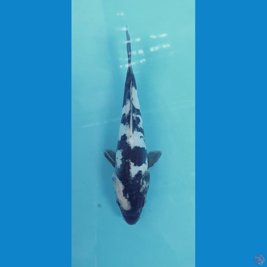 shiro doitsu 20cm