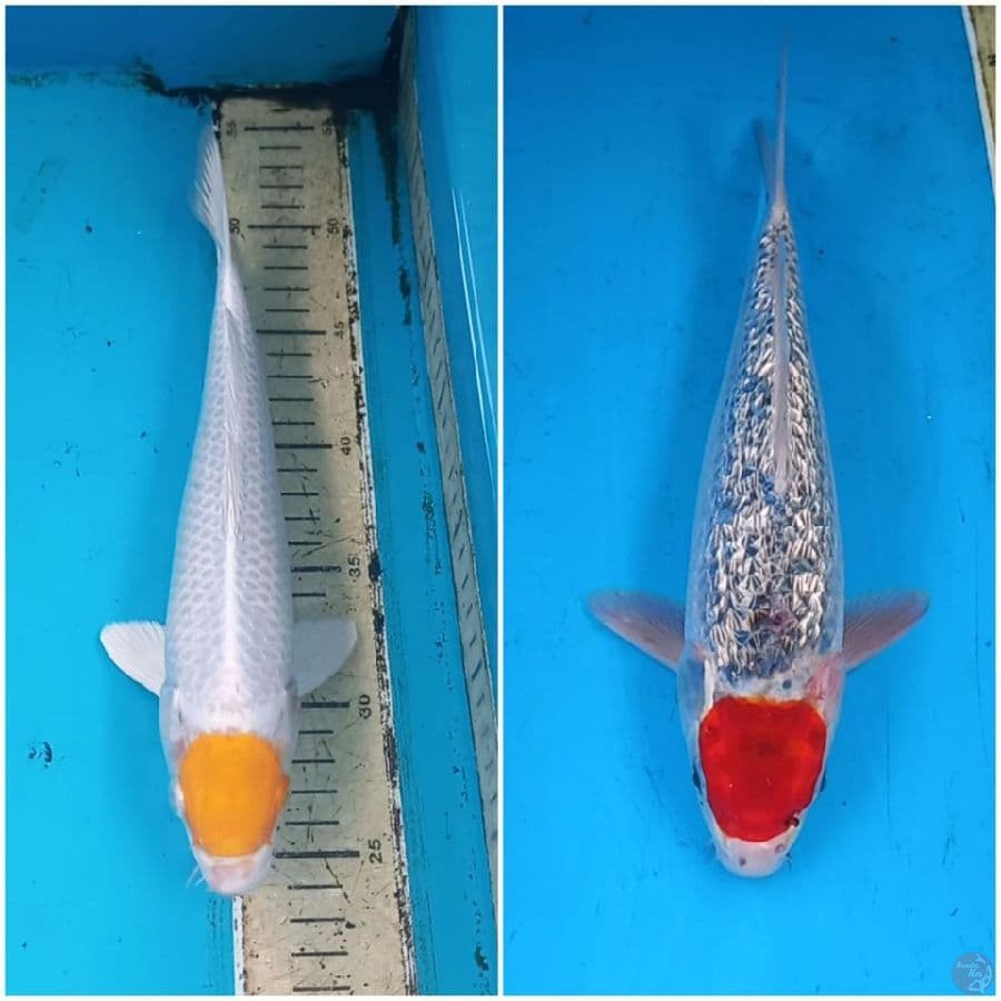 Tancho 2 ekor 28-34cm