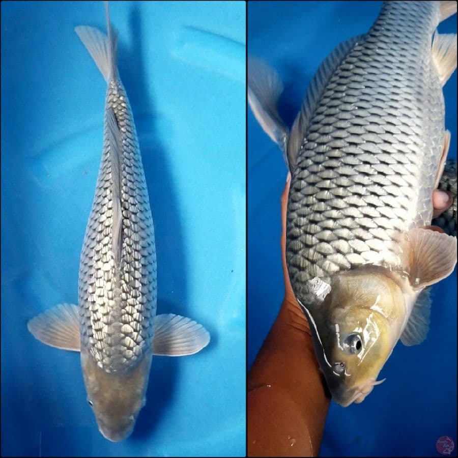 SORAGOI GINRIN PUNUK 44 CM