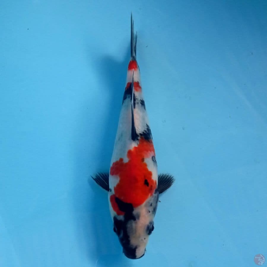 showa, 17 cm