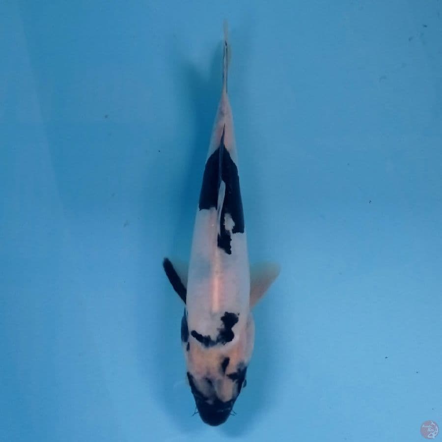 shiro doitshu, 19 cm