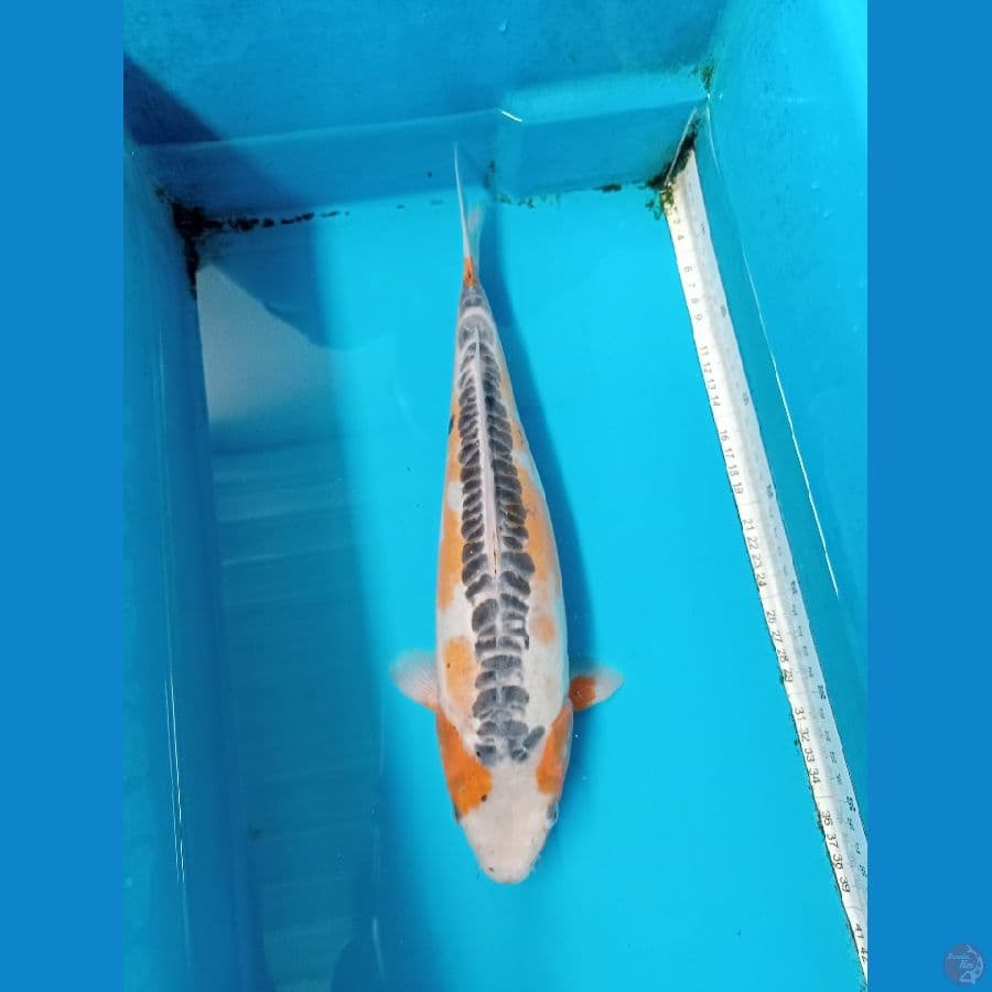 Shusui 37 cm
