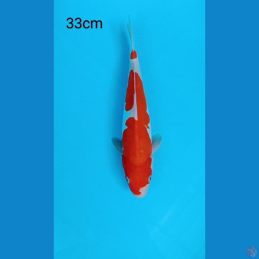 Kohaku Doit Murni 33cm
