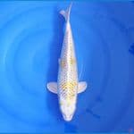 HARIWAKE GINRIN JUMBO