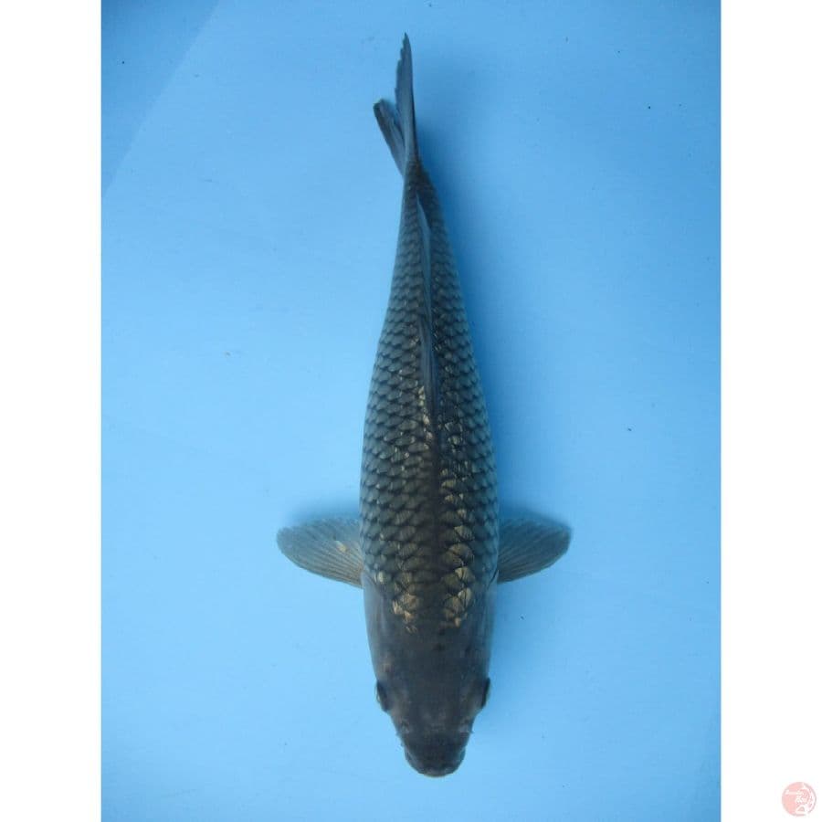 MKC KOI GRUB