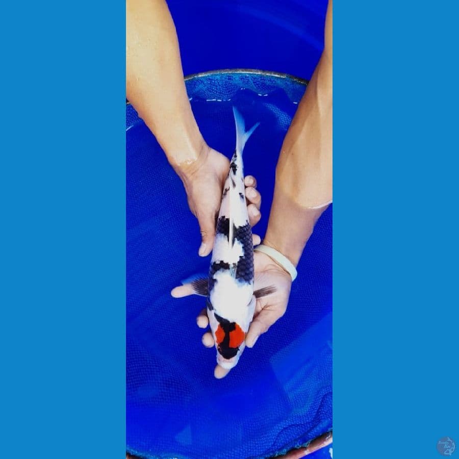 MKC KOI GRUB