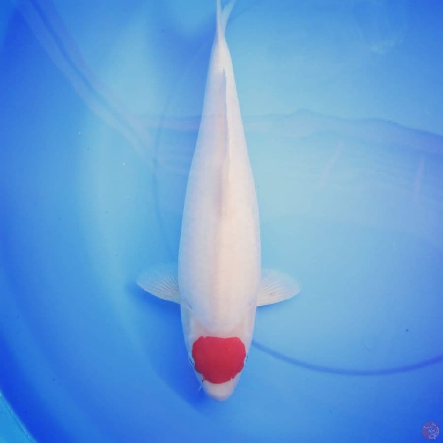 MKC KOI GRUB
