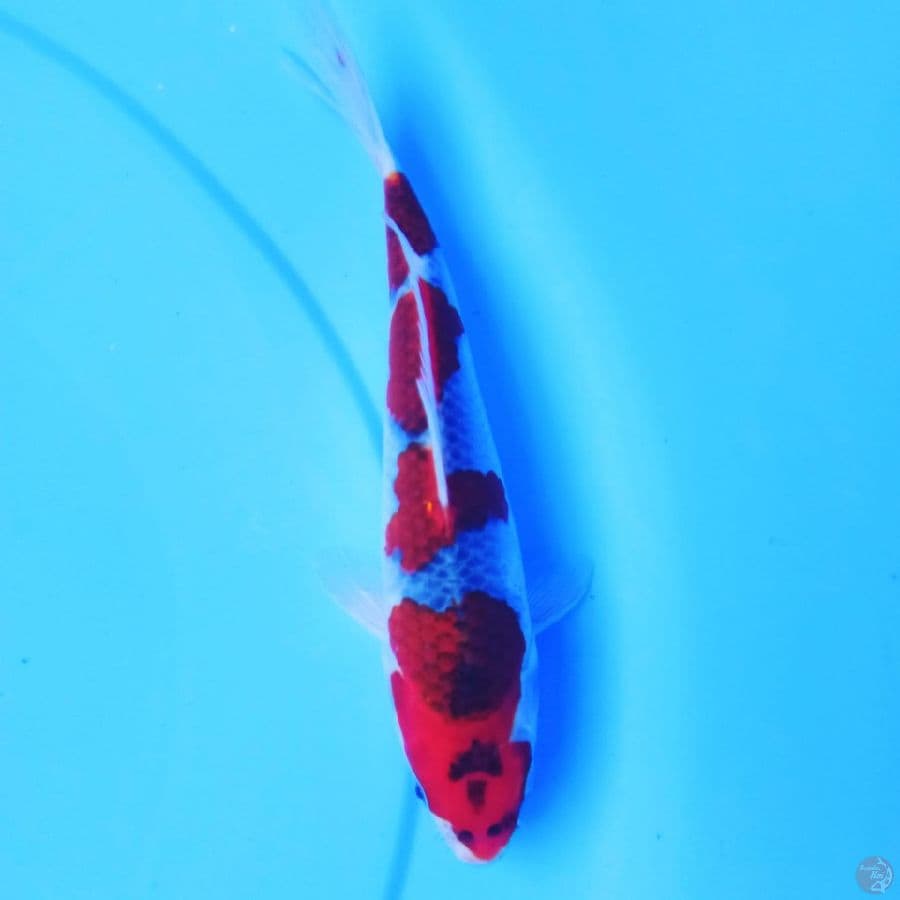 MKC KOI GRUB