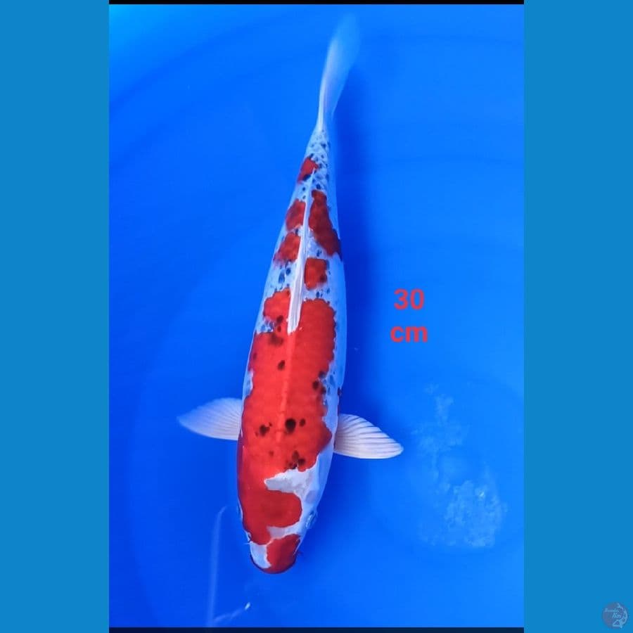 Red kojaku 30 cm