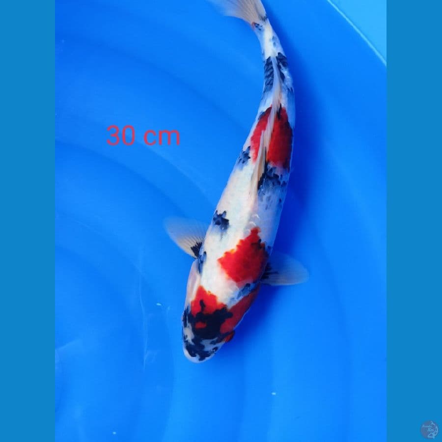 kindei showa 30 cm