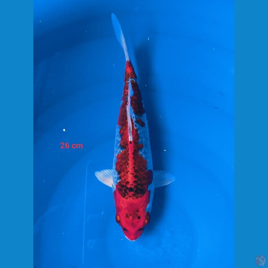 red kojaku 26 cm