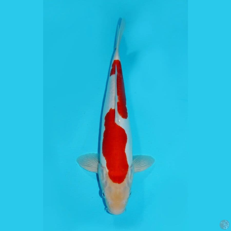 KOHAKU DOITSU MURNI, 31 CM