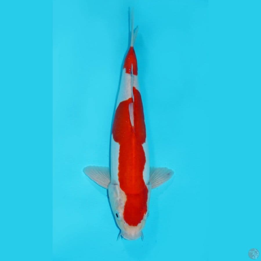 30 CM, KOHAKU DOITSU MURNI