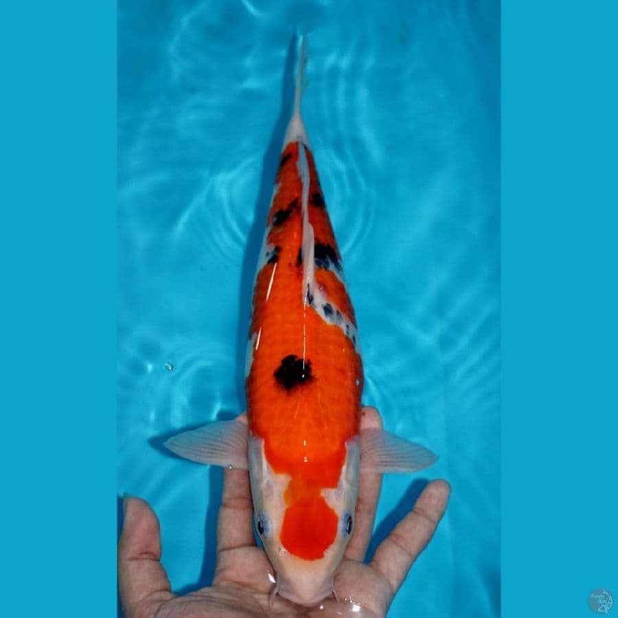 SANKE, 32 CM