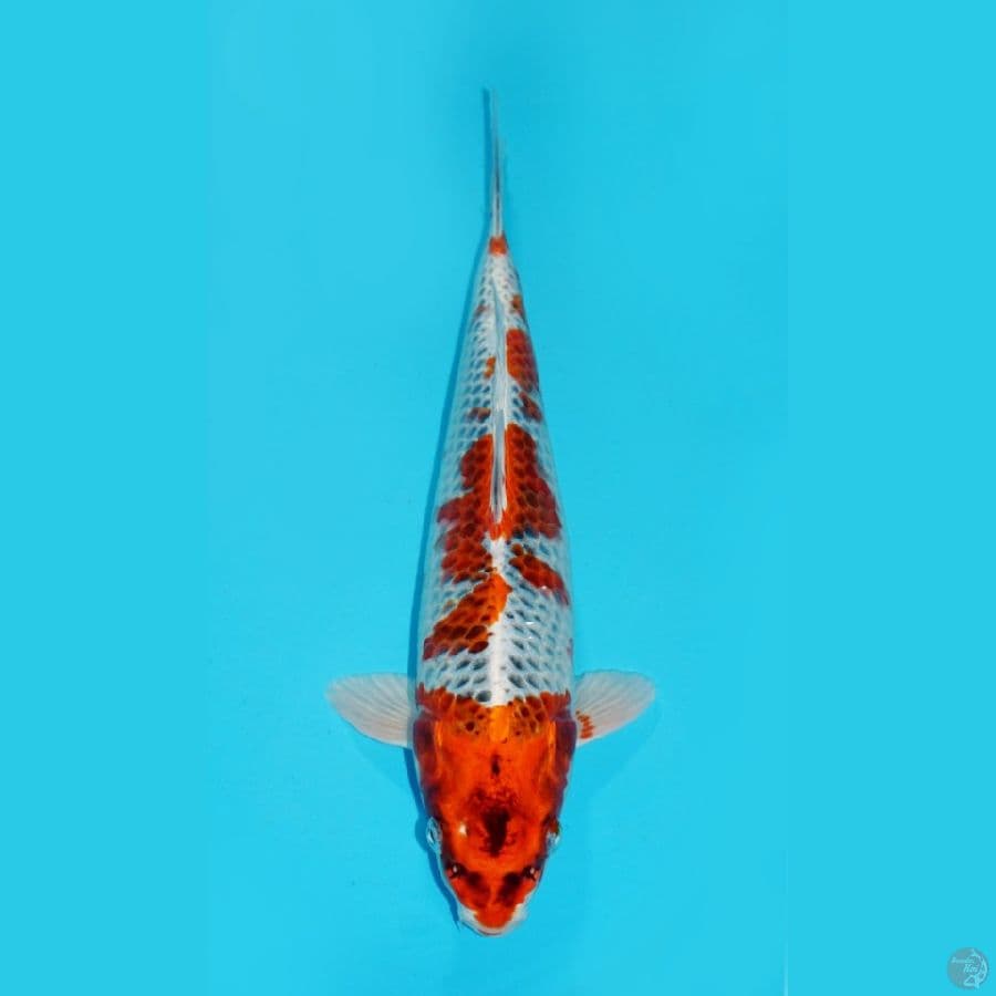 KUJAKU, 33 CM