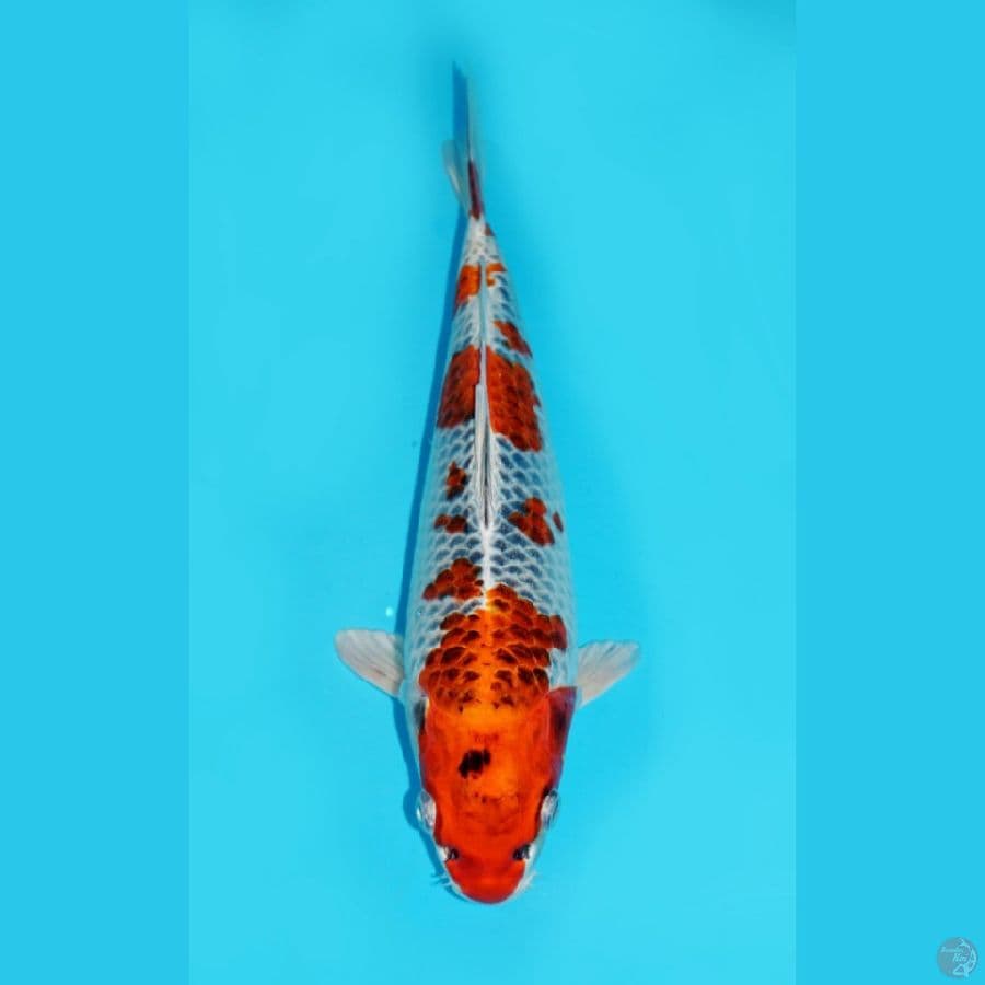 30 CM, KUJAKU