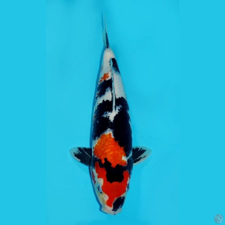 SHOWA, 33 CM