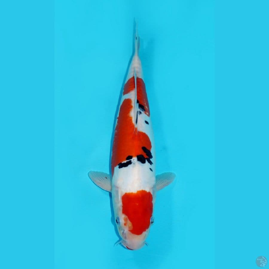 31 CM, SANKE DOITSU