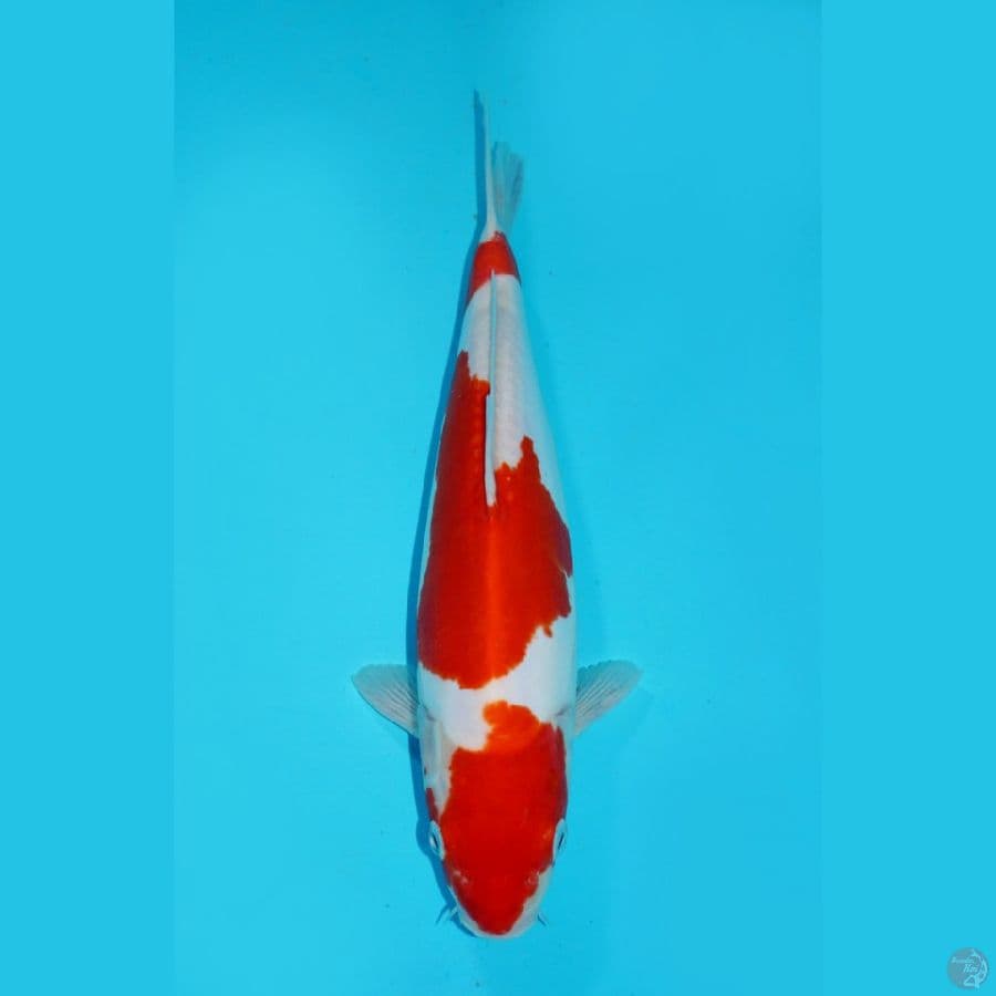KOHAKU DOITSU, 31 CM