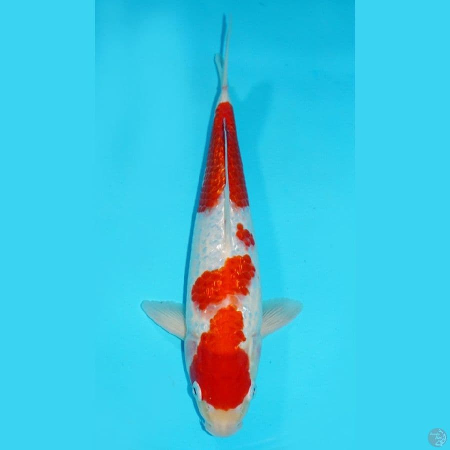 KOHAKU GINRIN, 31 CM