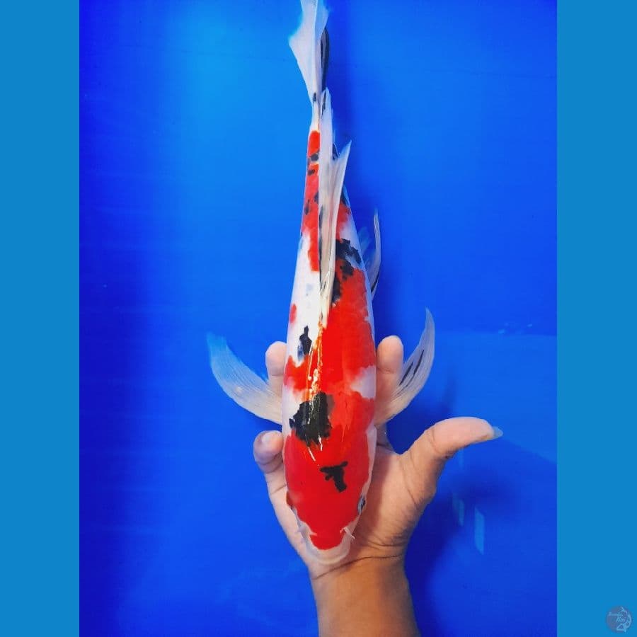 Sanke slayer merah strong 35 cm