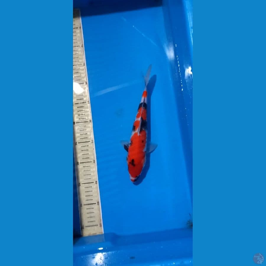 showa 28cm