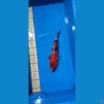 showa 28cm