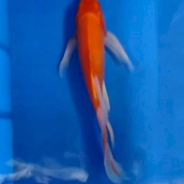 Orenji kumpay 31 cm