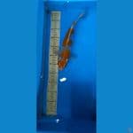 kogane ochiba 35cm