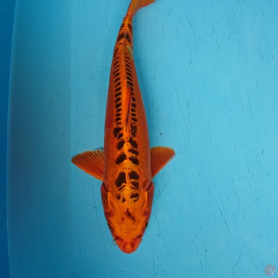 MIZUHO 32 cm