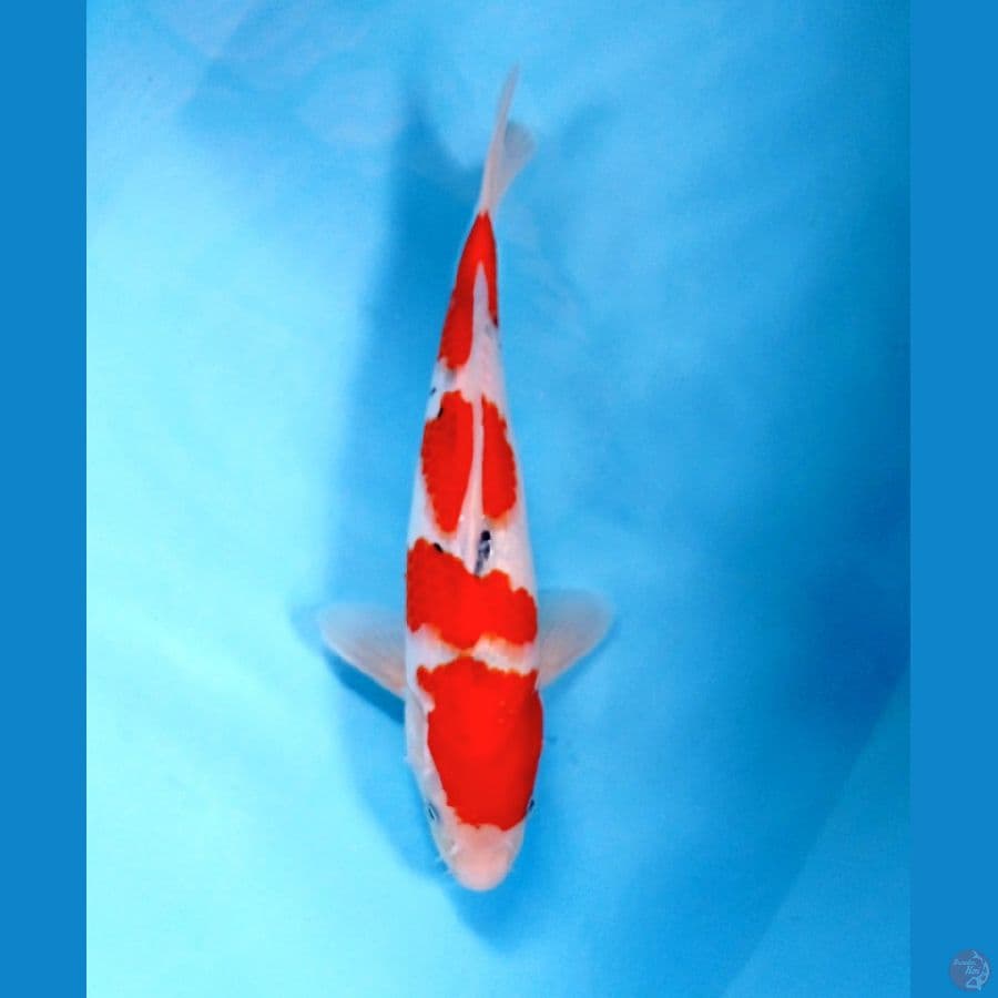sanke 30cm