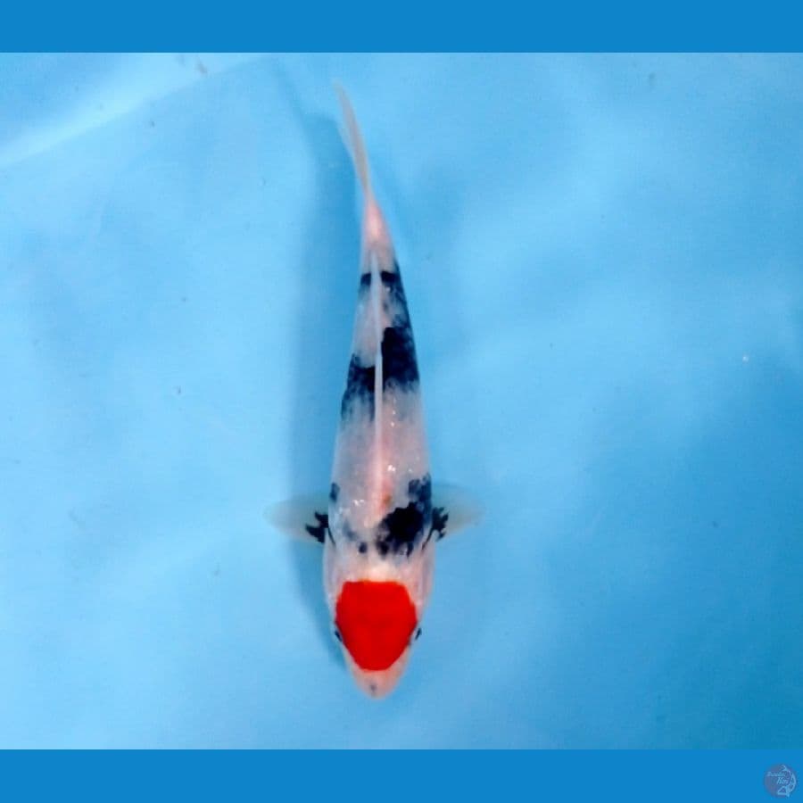 tancho showa 18cm