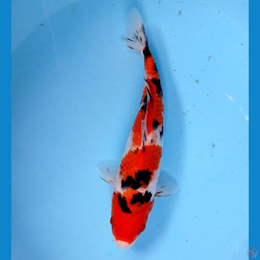 sanke 25cm