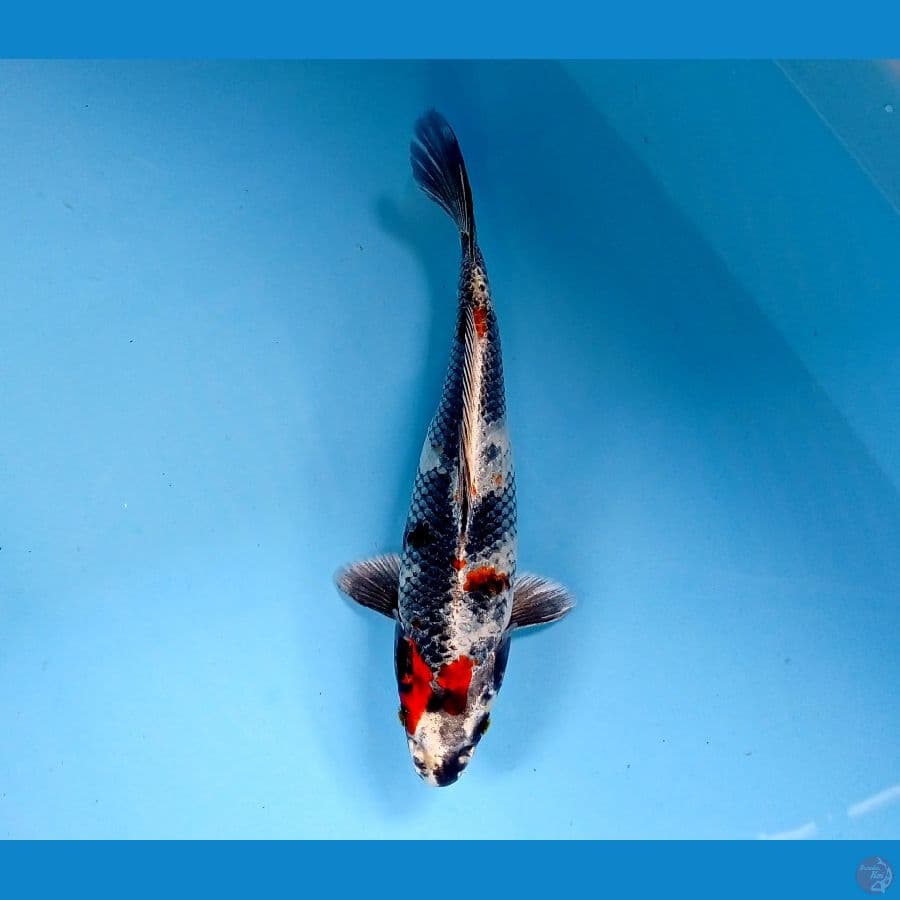 kin showa 24cm