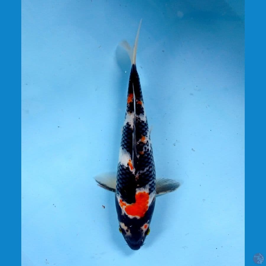 showa 22cm