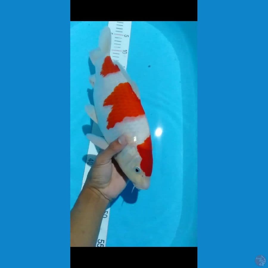 kohaku SQ 40cm
