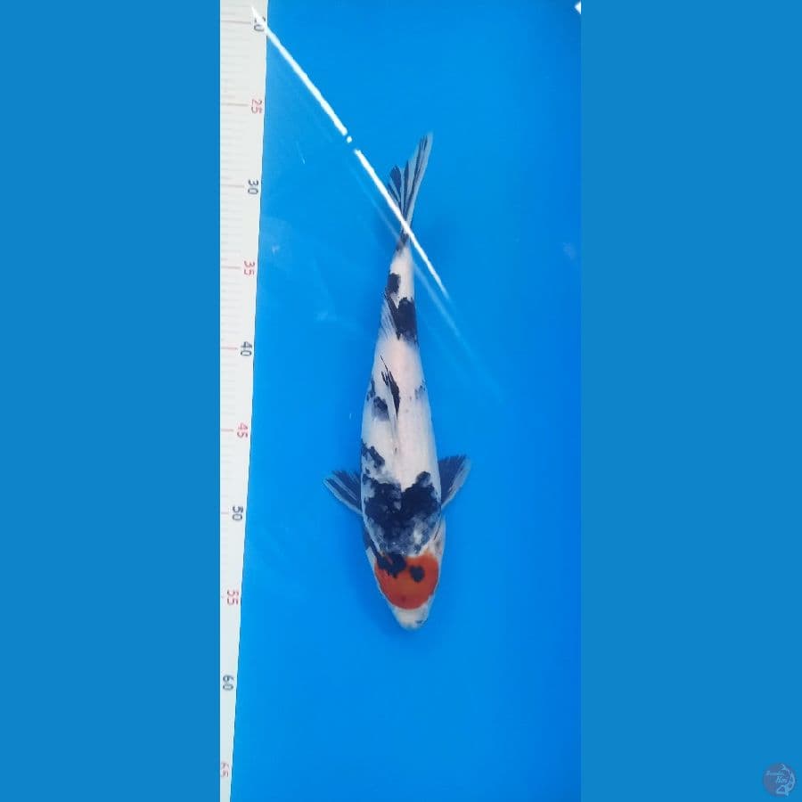 Tancho showa 27cm